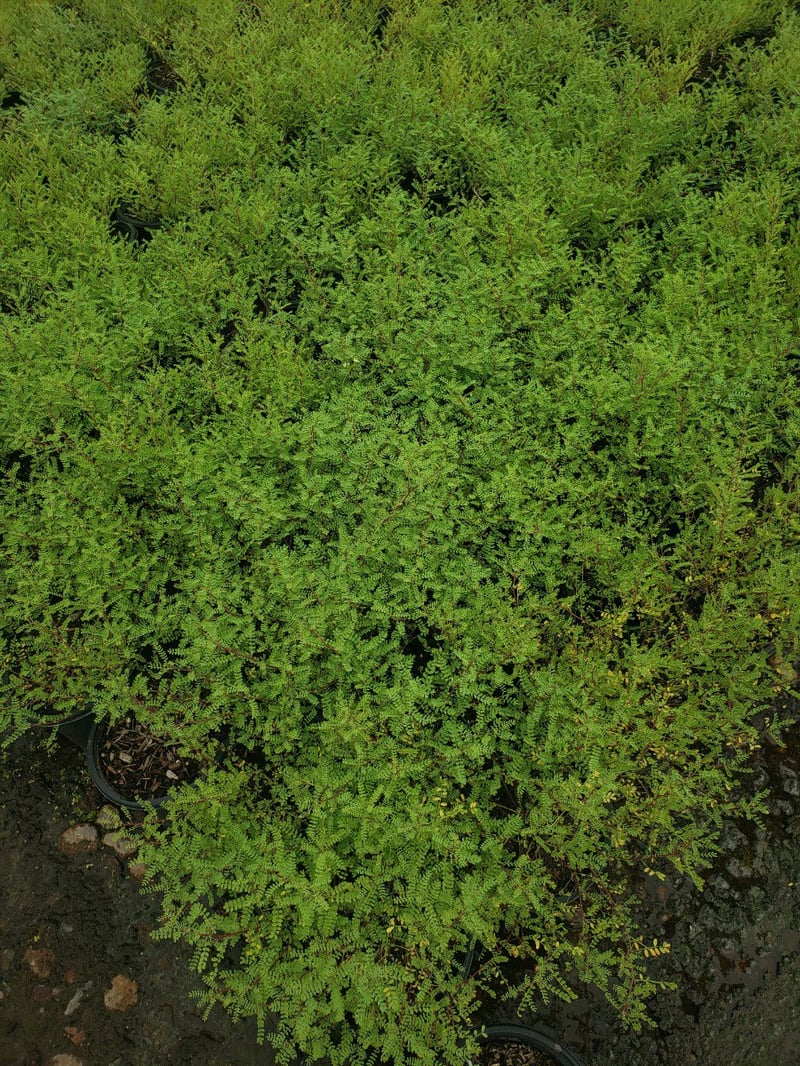 Photo for Dalea capitata 'Sierra Gold' (Dalea capitata 'Sierra Gold')