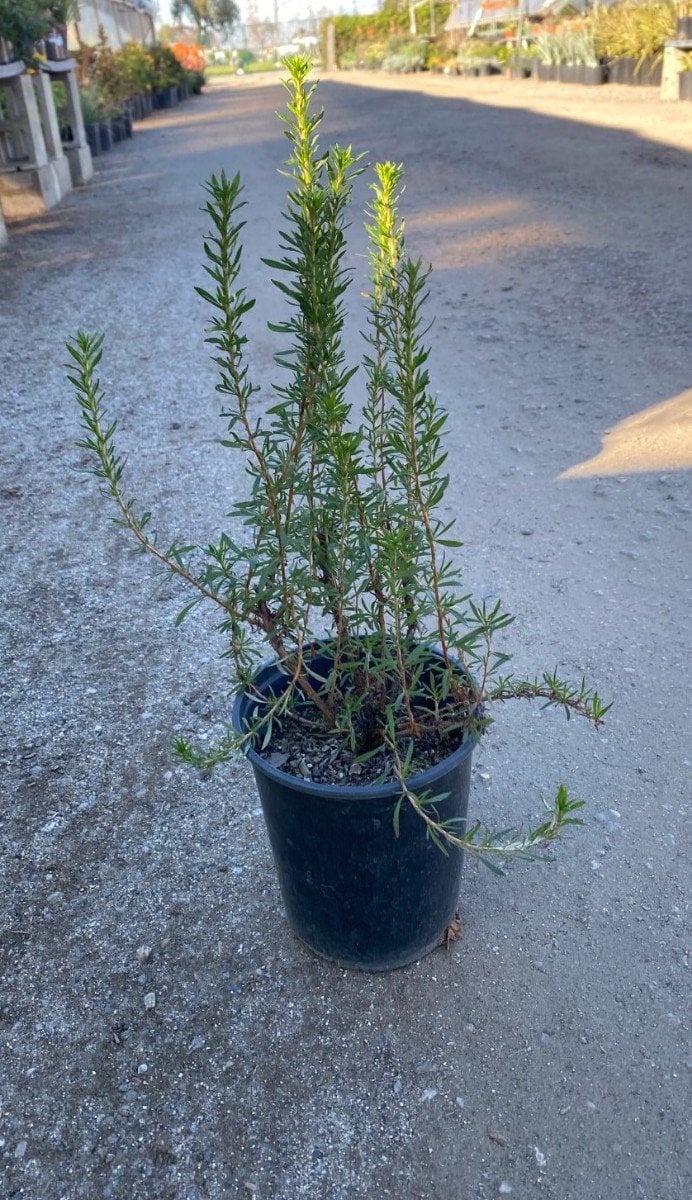 Photo for Eriogonum fasciculatum (California Buckwheat)
