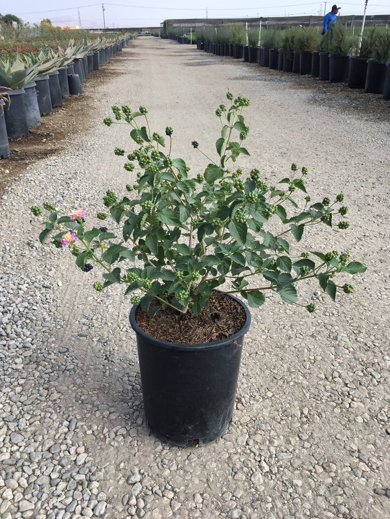 Photo for Lantana camara 'Moni' (Confetti Lantana)