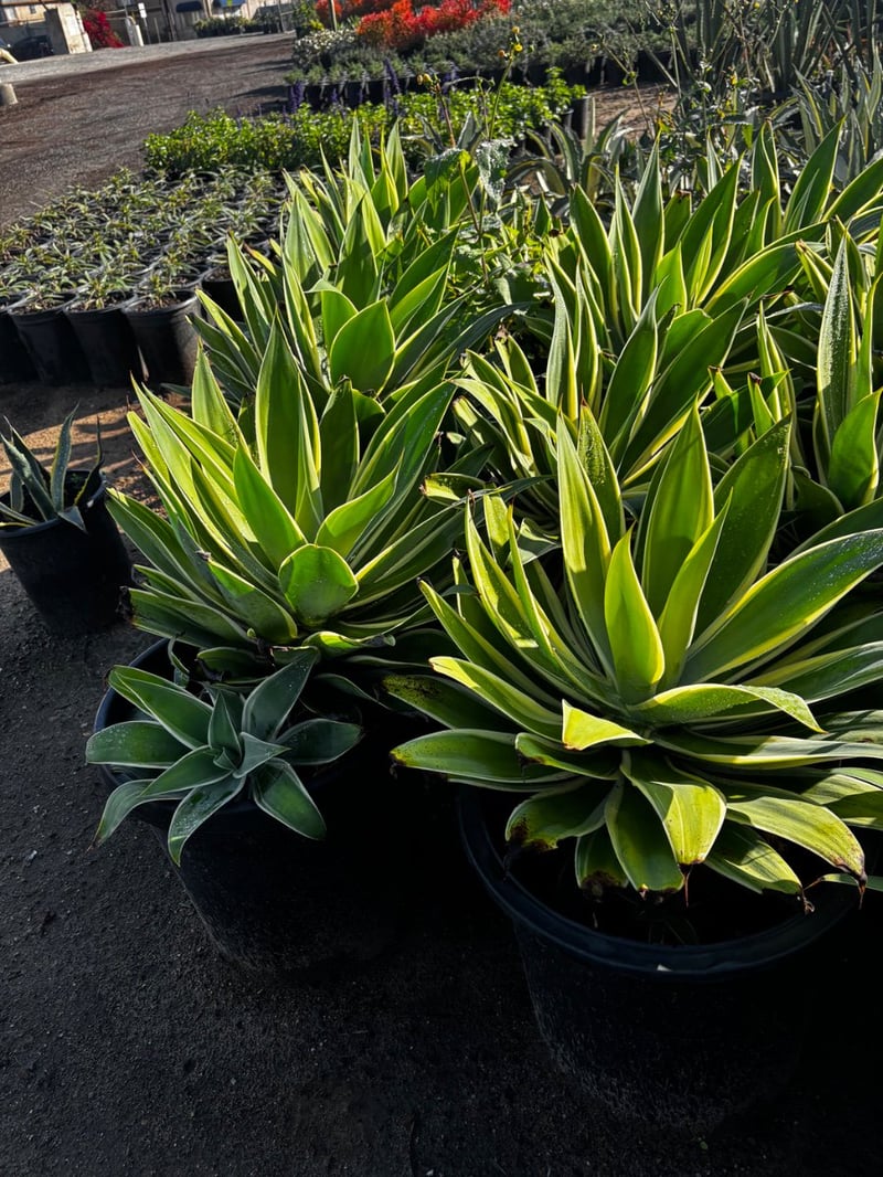Photo for Agave attenuata 'Variegata' (Variegated Fox Tail Agave)