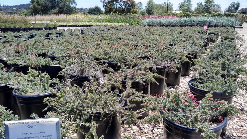 Photo for Grevillea lanigera 'Coastal Gem' (Costal Gem Grevillea)