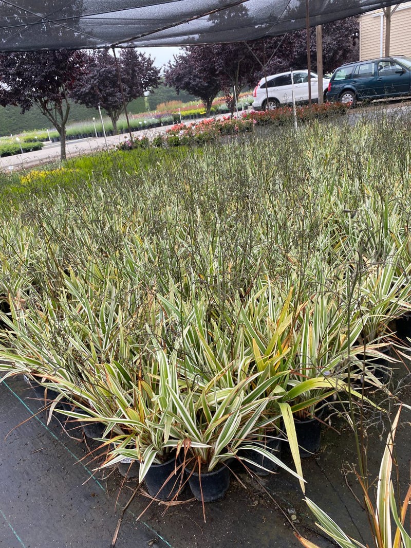 Photo for Dianella tasmanica Wyeena 'TAS300' (White Striped Tasman Flax Lily)