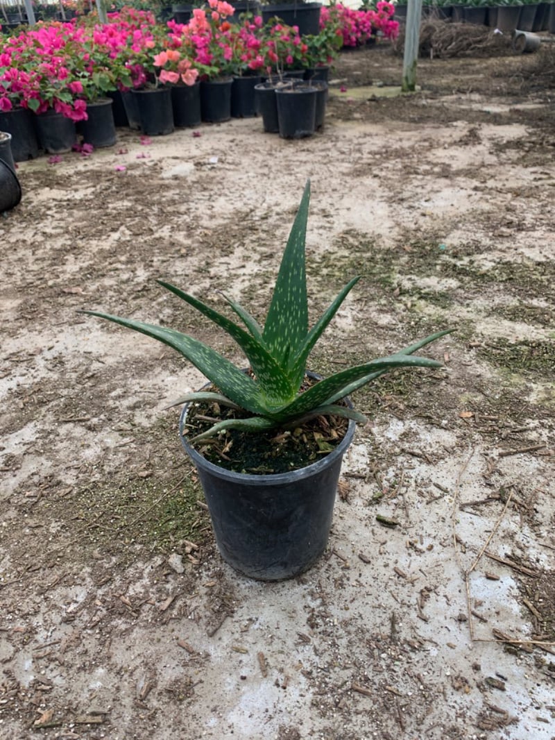 Photo for Aloe 'Rooikappie' (Little Red Riding Hood Aloe)