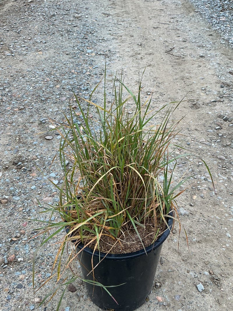 Photo for Leymus triticoides (Alkali Rye)