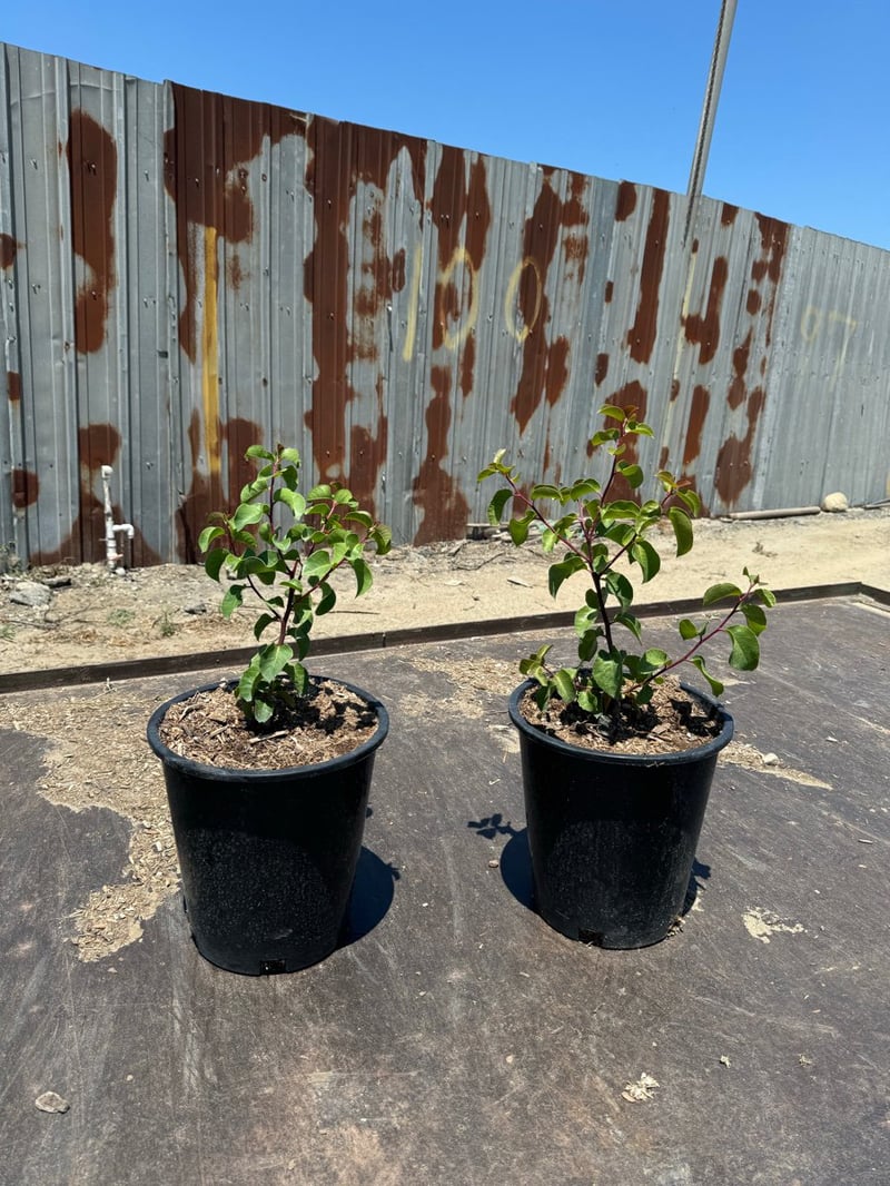 Photo for Rhus ovata (Sugar Bush)