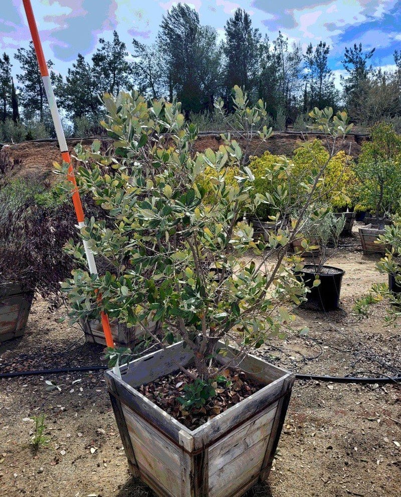Photo for Acca sellowiana (Feijoa sellowiana) (Pineapple Guava)
