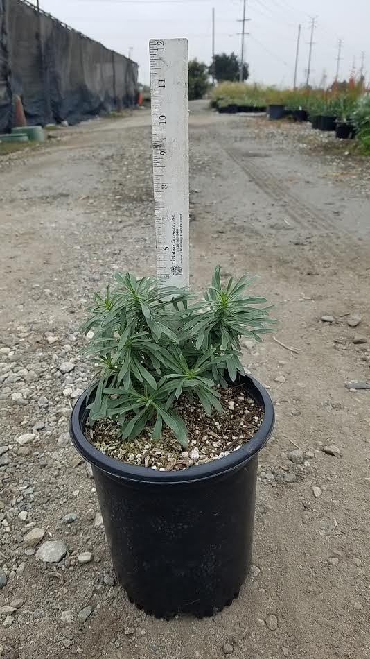 Photo for Penstemon heterophyllus 'Margarita BOP' (Margarita BOP Beardtongue)