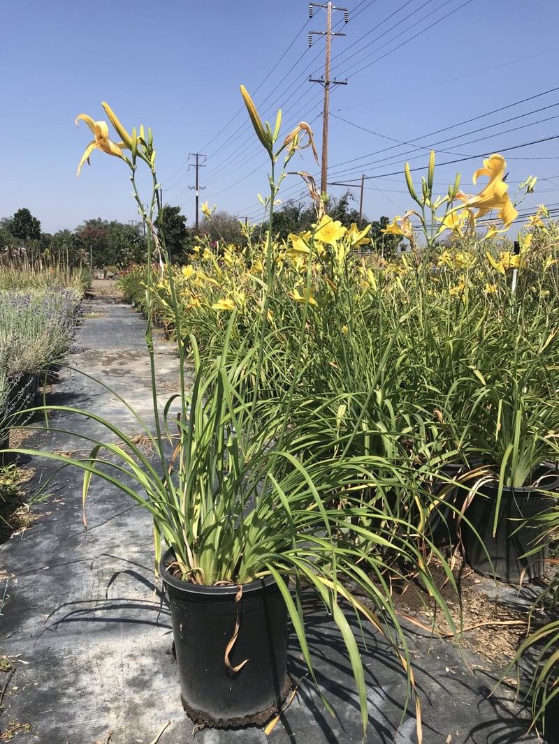 Photo for Hemerocallis 'Yellow' (Yellow Daylily)