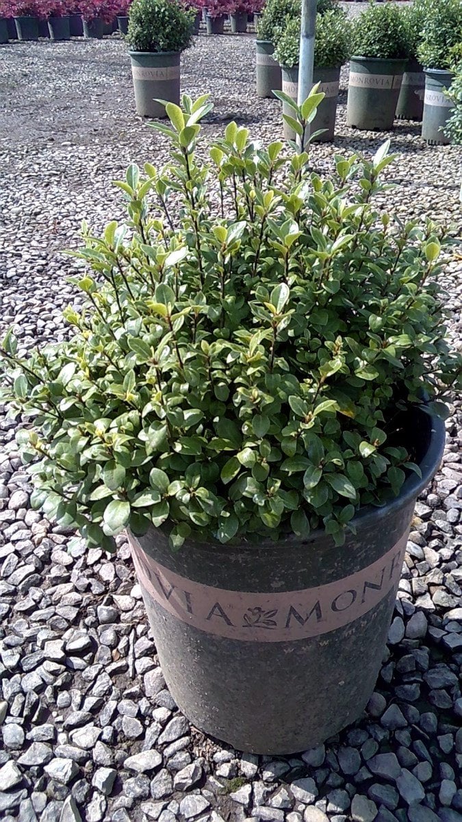 Photo for Pittosporum tenuifolium 'Golf Ball' (Golf Ball Kohuhu)