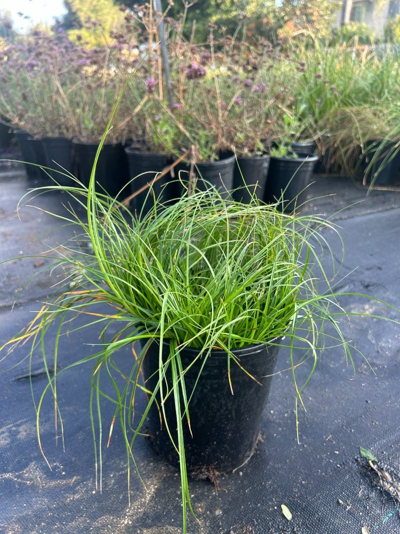 Photo for Carex divulsa (European Grey Sedge, Berkeley Sedge)
