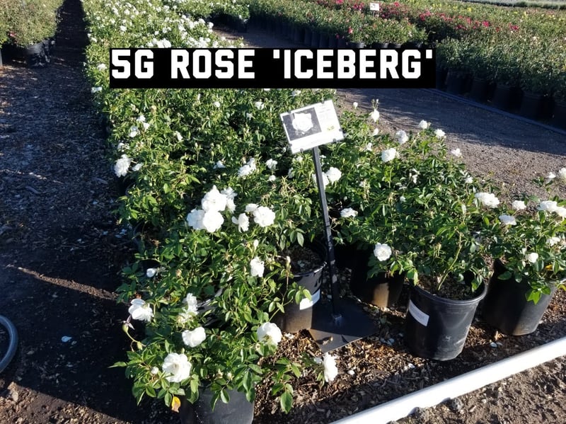 Photo for Rosa 'Brilliant Pink Iceberg' (Brilliant Pink Iceberg Shrub Rose)