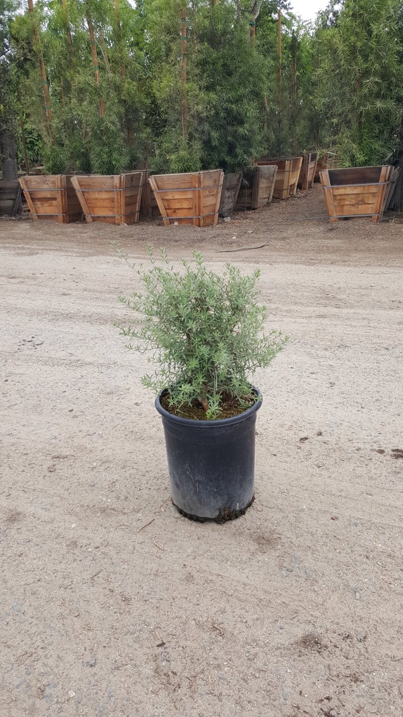 Photo for Westringia fruticosa 'Blue Gem' (Blue Gem Coast Rosemary)