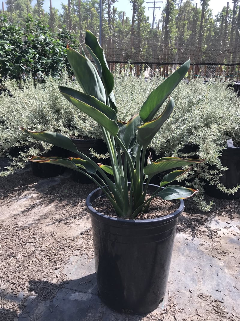 Photo for Strelitzia reginae (Bird of Paradise)