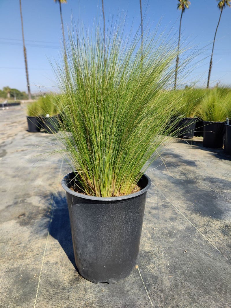 Photo for Nassella tenuissima 'Pony Tails'  (Mexican Feathergrass)