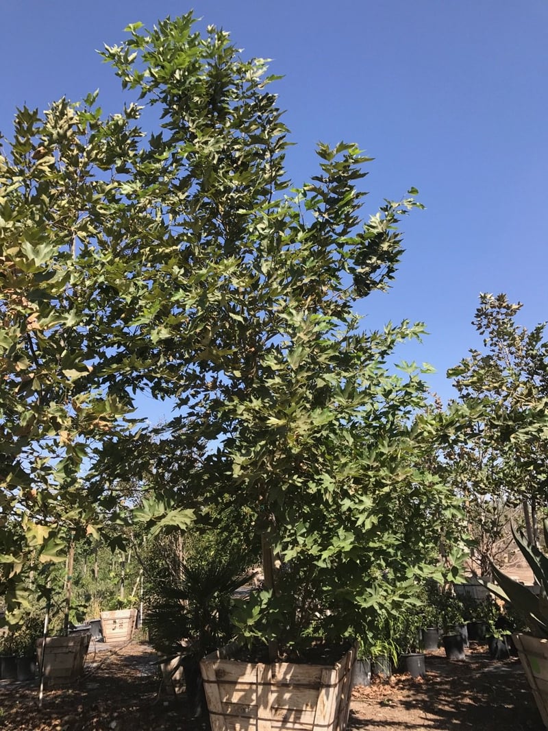 Photo for Platanus x acerifolia 'Yarwood' (Yarwood London Plane Tree)
