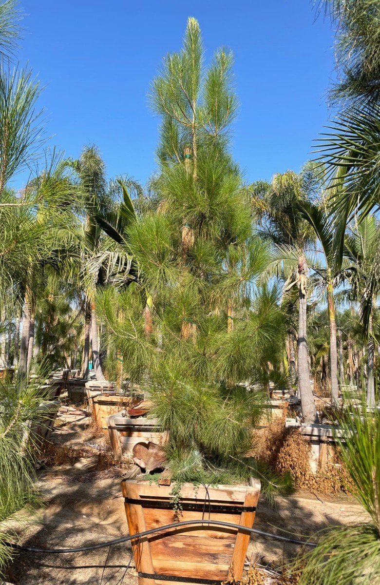 Photo for Pinus canariensis (Canary Island Pine)