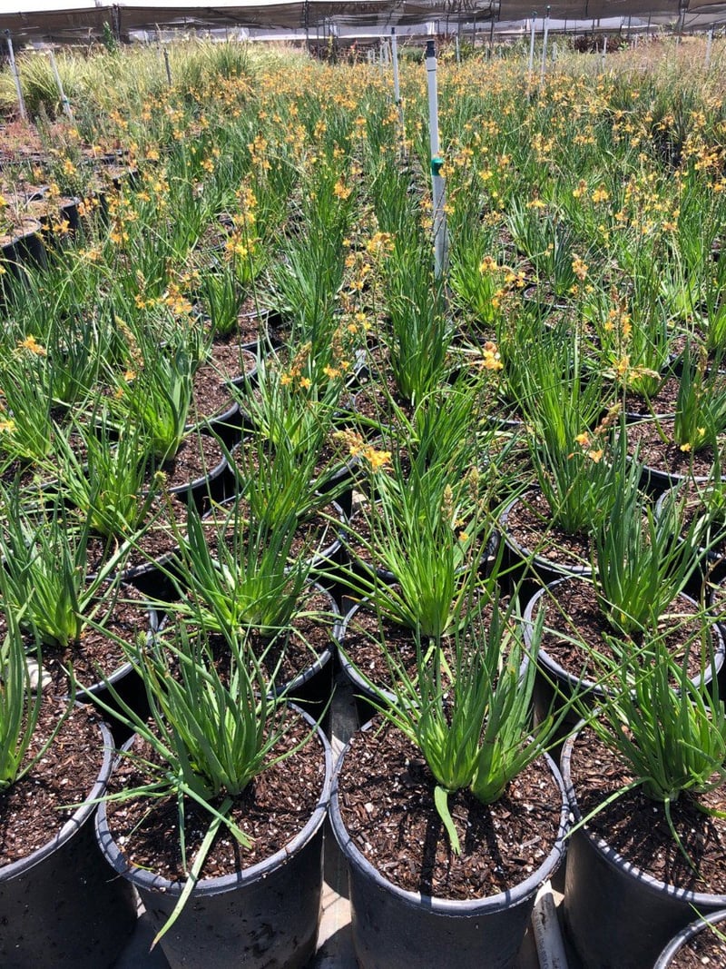 Photo for Bulbine frutescens (Stalked Bulbine)