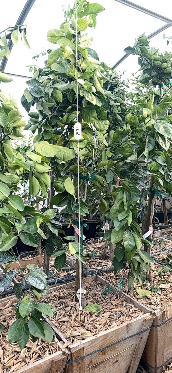 Photo for Citrus sinensis 'Washington' (Washington Navel Orange)