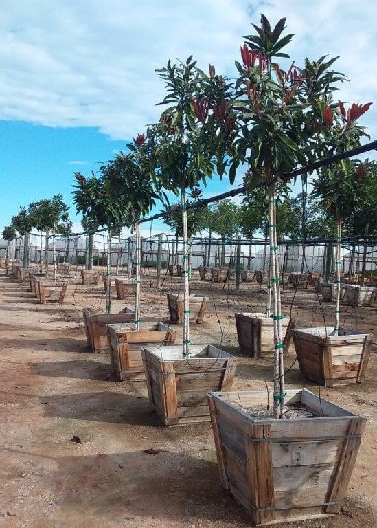 Photo for Eriobotrya deflexa (Bronze Loquat)