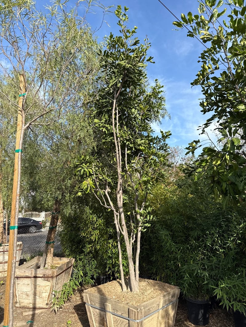 Photo for Cupaniopsis anacardioides (Multi) (Carrotwood)