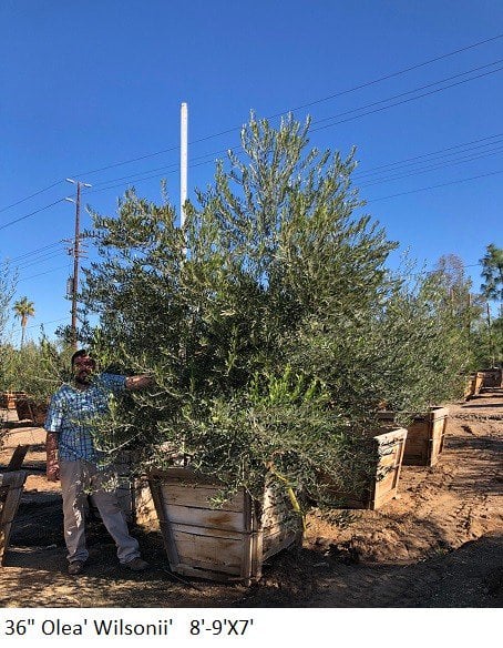 Photo for Olea europaea 'Wilsonii' (Low Branch) (Wilsonii Fruitless Olive)