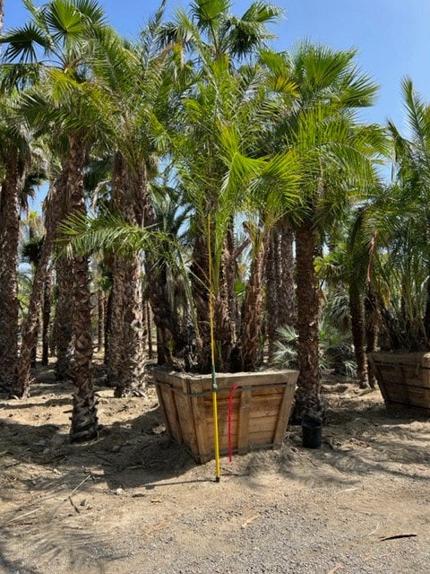 Photo for Phoenix reclinata (Multi) (Senegal Date Palm)