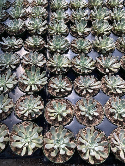 Photo for Echeveria (Mixed) (Assorted Echeveria)