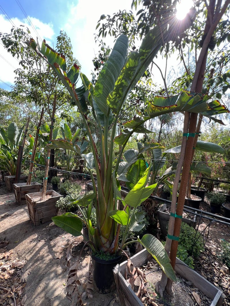 Photo for Strelitzia nicolai (Giant Bird Of Paradise)