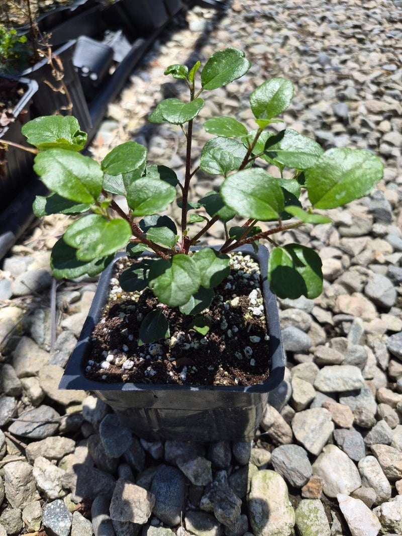Photo for Ribes viburnifolium (Catalina Currant)