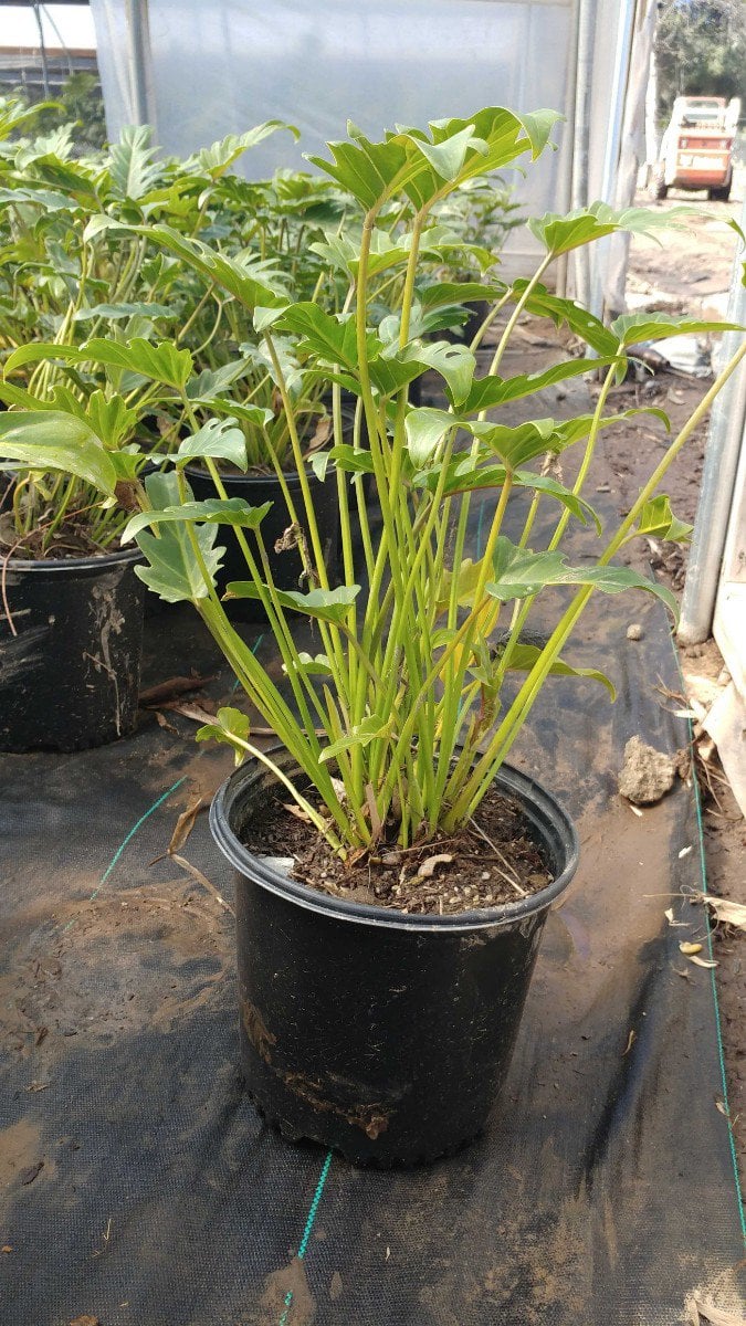 Photo for Philodendron Xanadu 'Winterbourn' (Winterbourn Philodendron)
