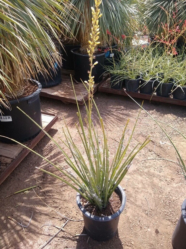 Photo for Hesperaloe parviflora 'Yellow' (Yellow Yucca, Texas Yellow Yucca)