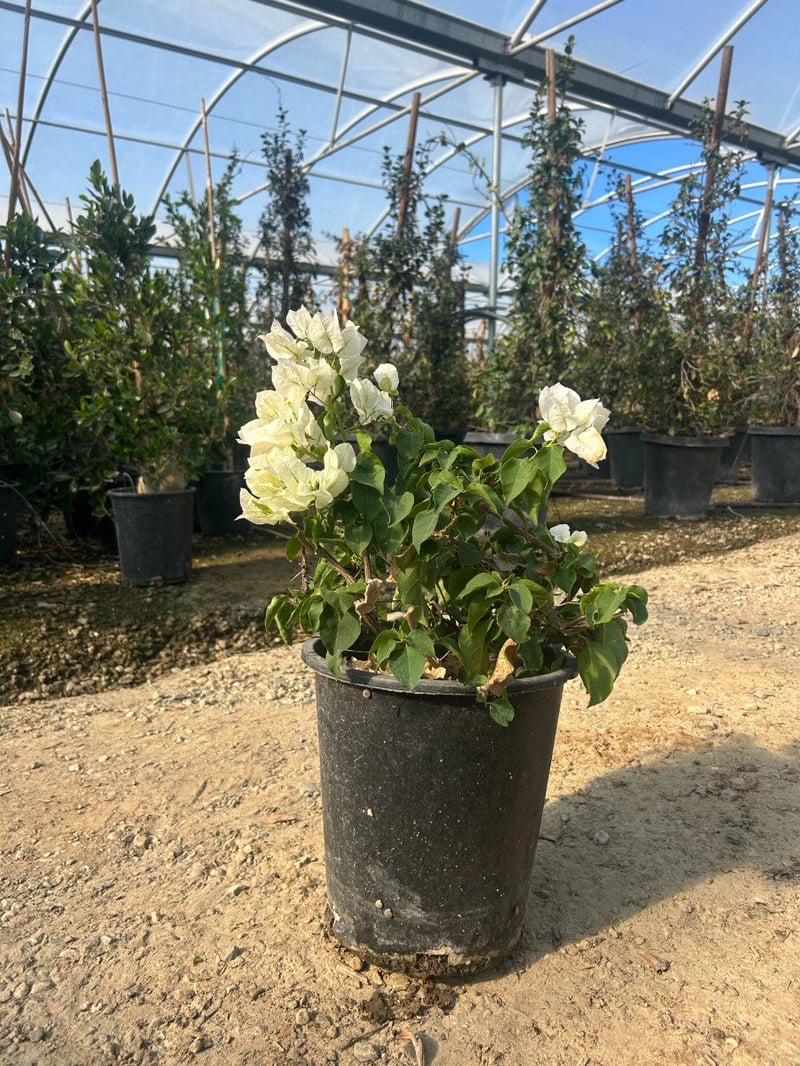 Photo for Bougainvillea 'Jamaica White' (Jamaica White Bougainvillea)