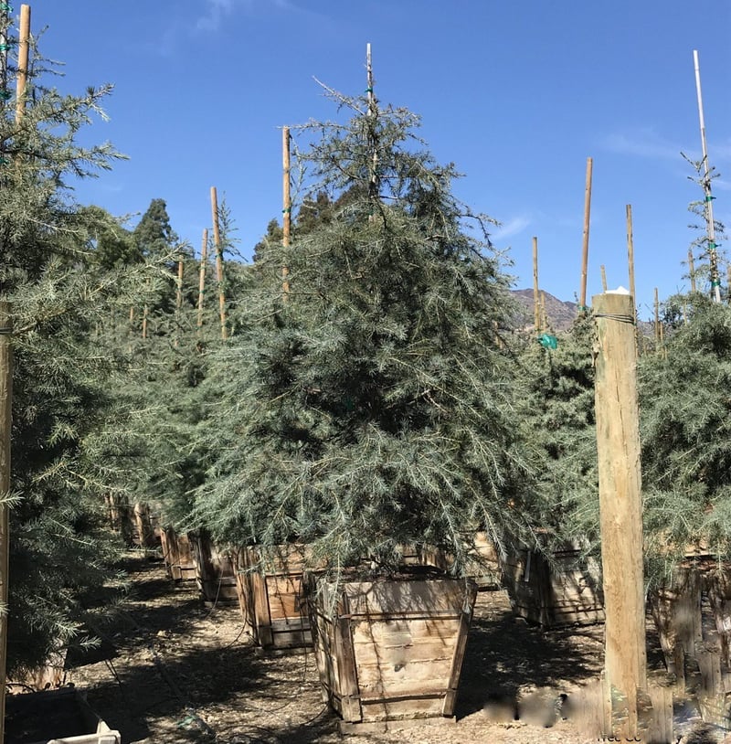 Photo for Cedrus deodara (Standard) (Deodar Cedar)