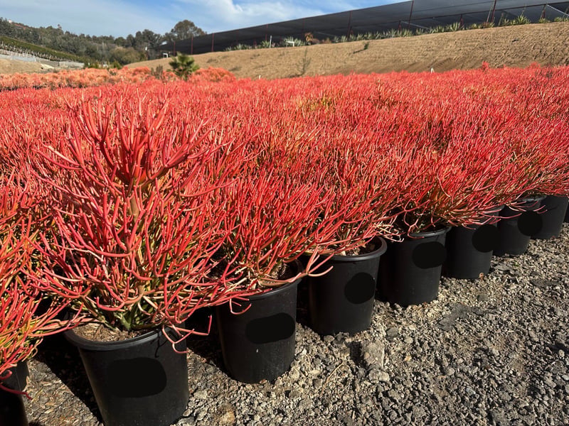 Photo for Euphorbia tirucalli 'Sticks on Fire' (Red Pencil Tree)