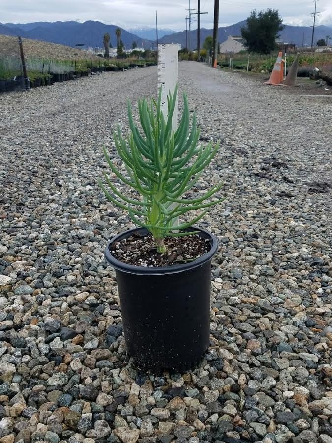 Photo for Senecio cylindricus (Narrow-Leaf Chalksticks)