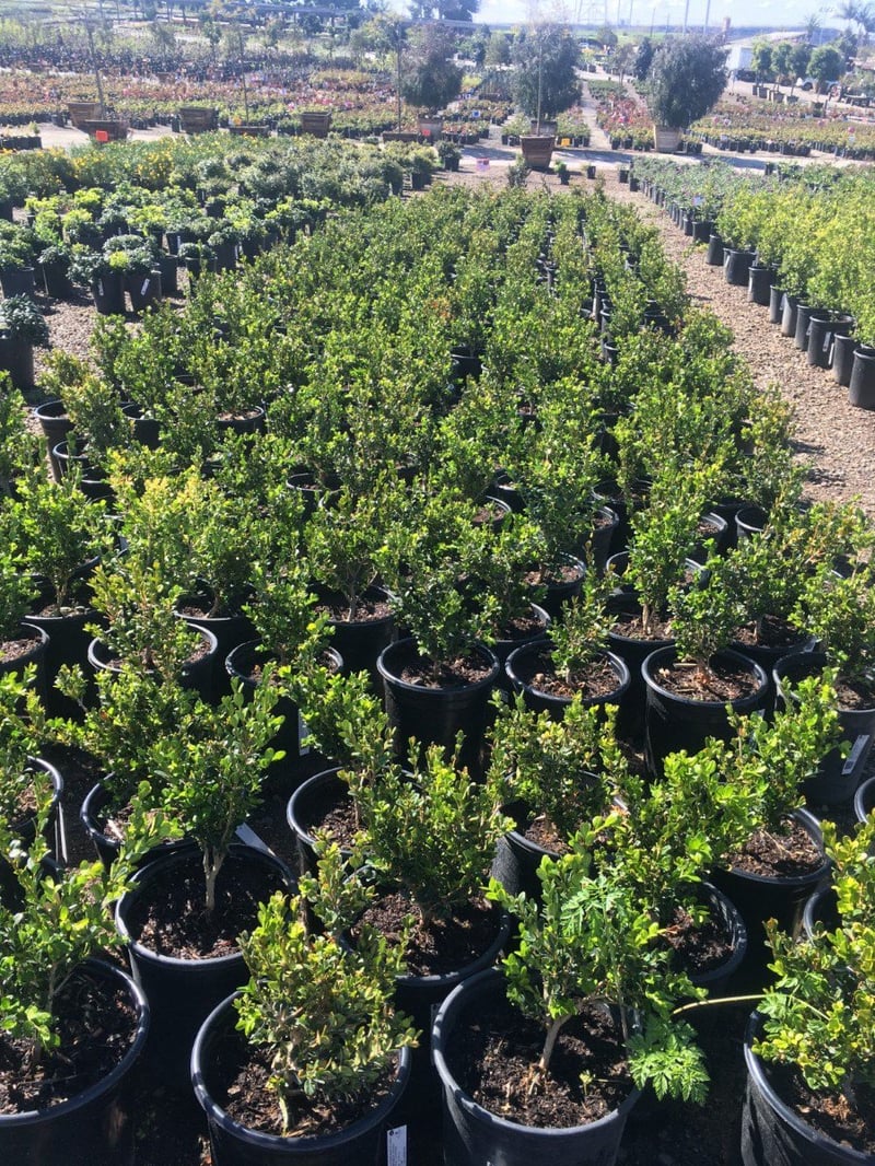 Photo for Buxus microphylla japonica 'Green Beauty' (Japanese Boxwood 'Green Beauty')
