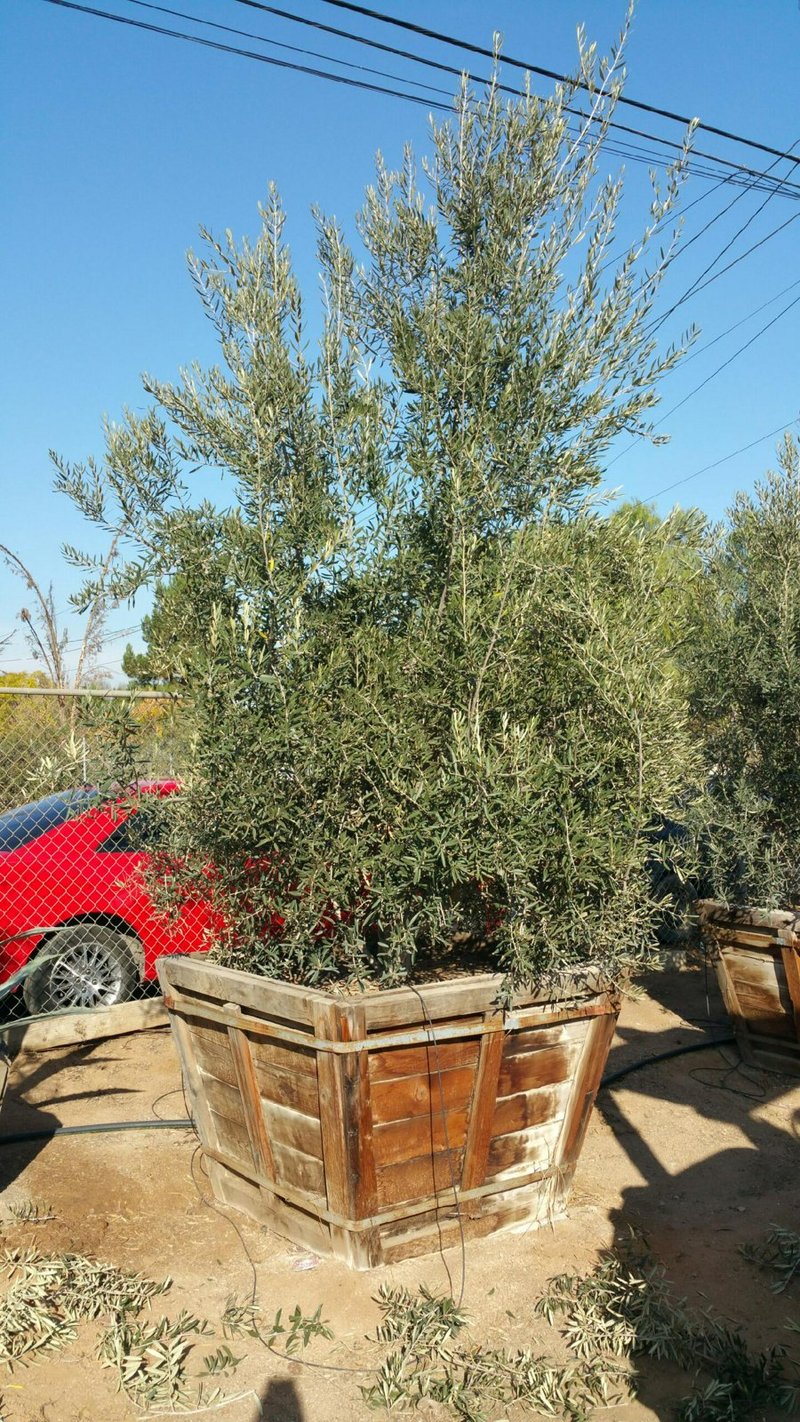 Photo for Olea europaea 'Swan Hill' (Multi) (Swan Hill Fruitless Olive)