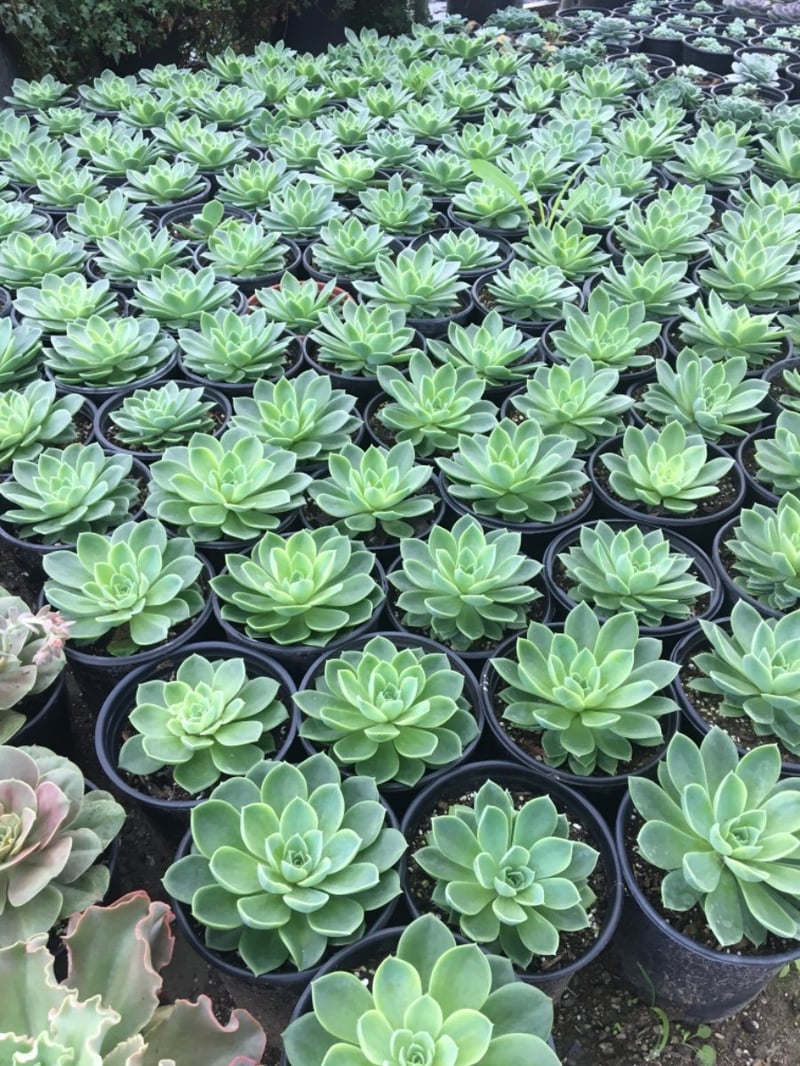 Photo for Echeveria elegans (Mexican Snowball)