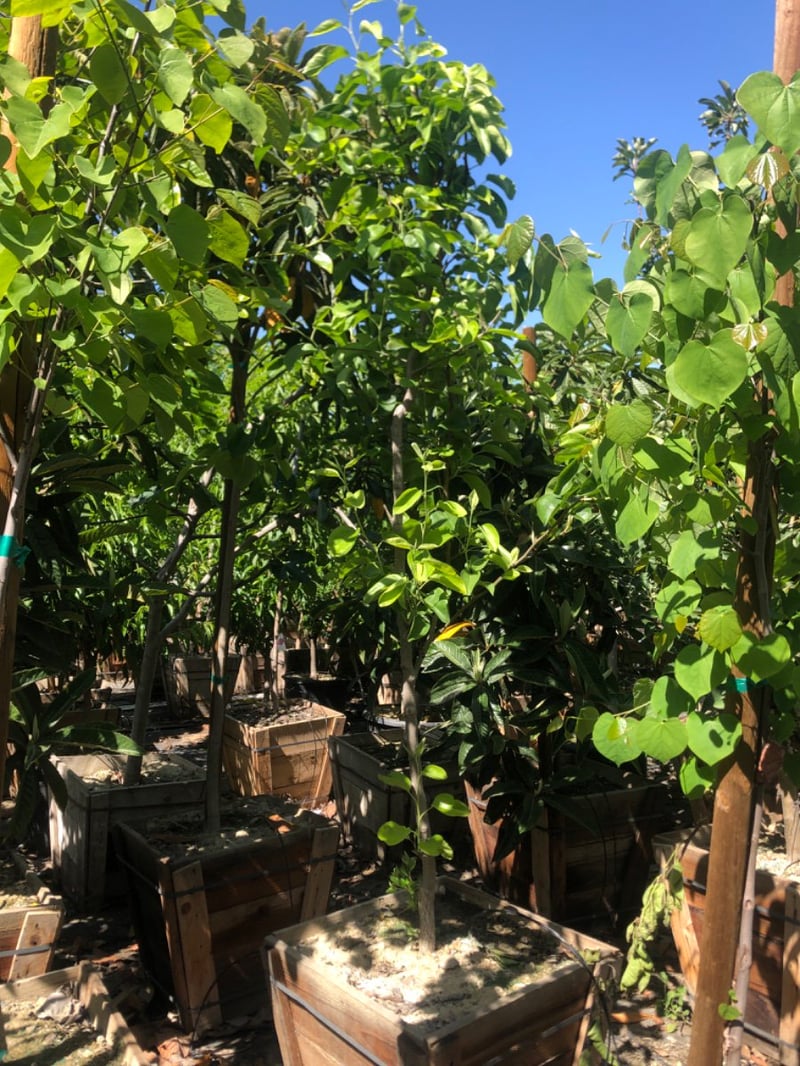 Photo for Pyrus pyrifolia 'Shinseiki' (Shinseiki Asian Pear (New Century))
