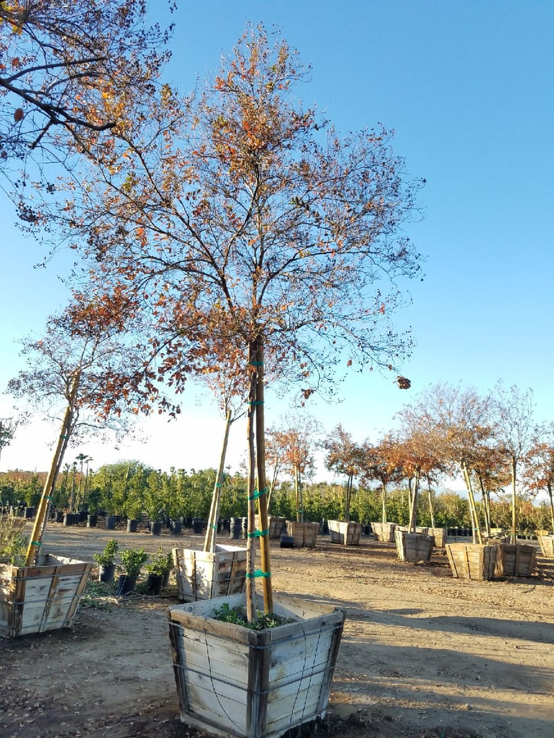 Photo for Lagerstroemia indica 'Watermelon Red' (Crape Myrtle)