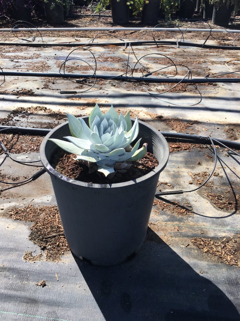 Photo for Dudleya brittonii (Giant Chalk Dudleya)