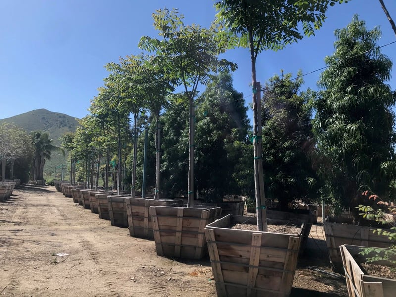 Photo for Koelreuteria bipinnata (Standard) (Chinese Flame Tree)