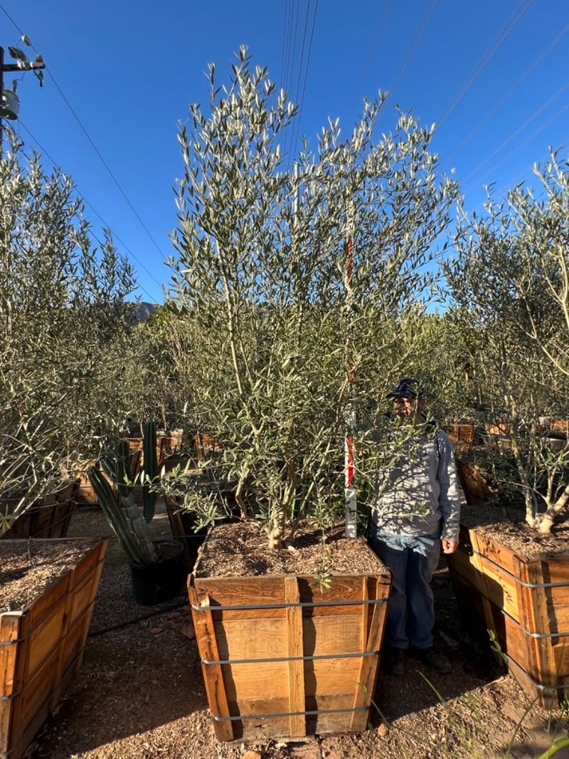 Photo for Olea europaea (Multi) (Olive Tree)