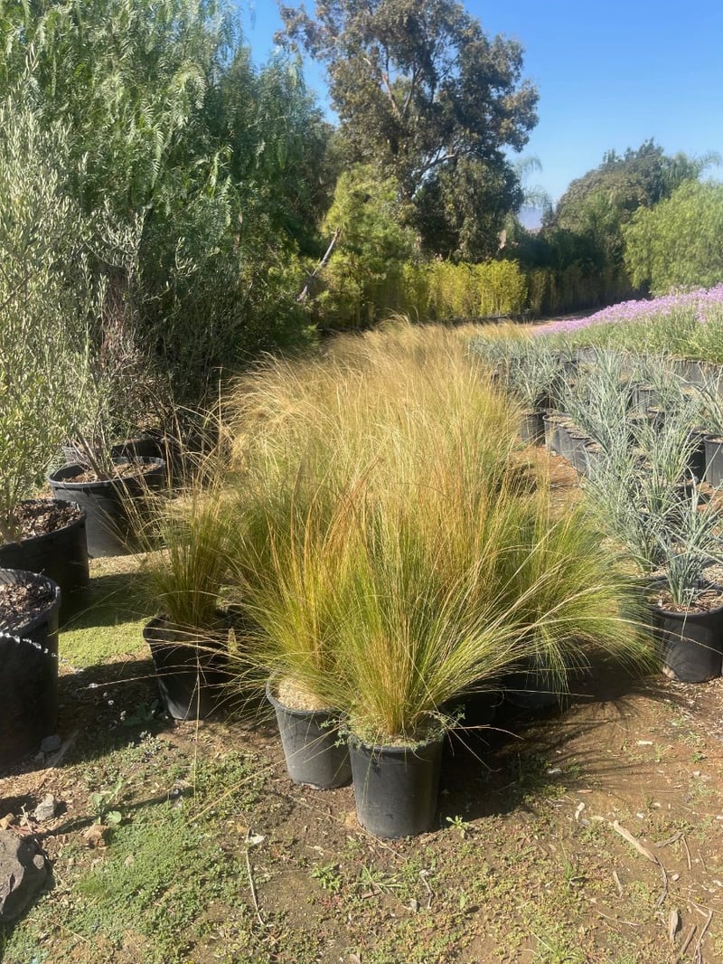 Photo for Nassella tenuissima 'Pony Tails'  (Mexican Feathergrass)