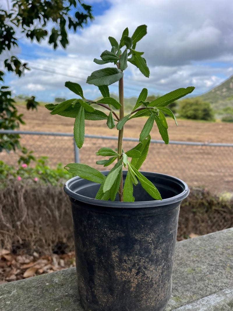 Photo for Salvia mellifera (Black Sage, Honey Sage)