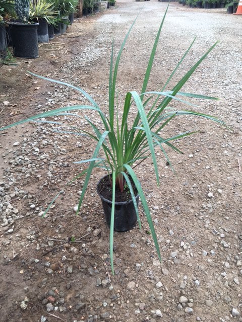 Photo for Dianella tasmanica 'Variegata' (Variegated Flax Lily)