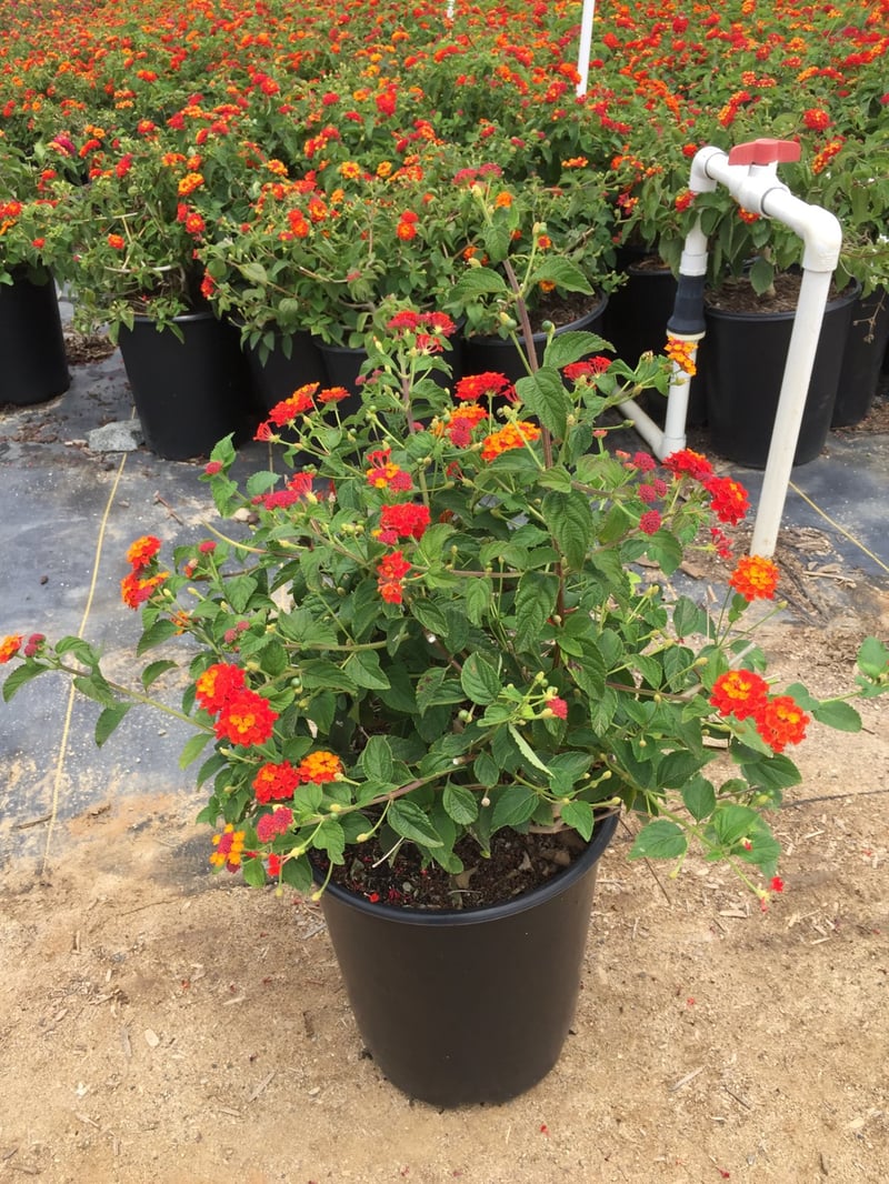 Photo for Lantana camara 'Radiation' (Radiation Bush Lantana)
