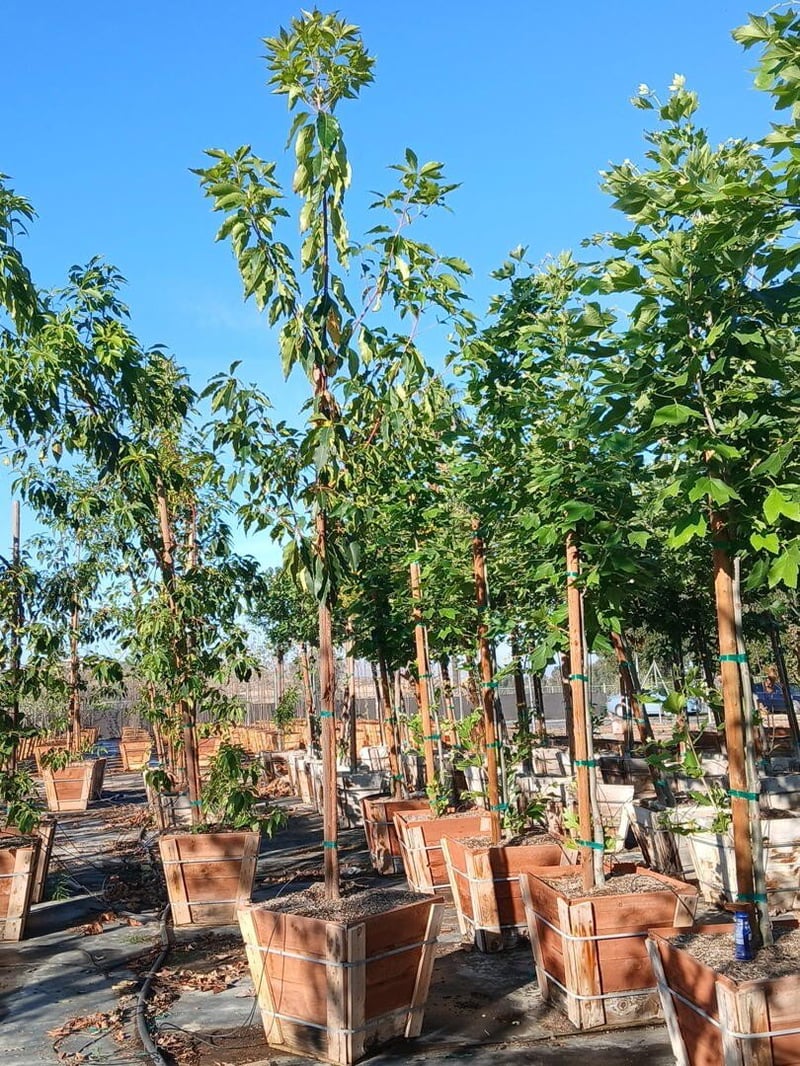 Photo for Lophostemon confertus (Standard) (Brisbane Box)