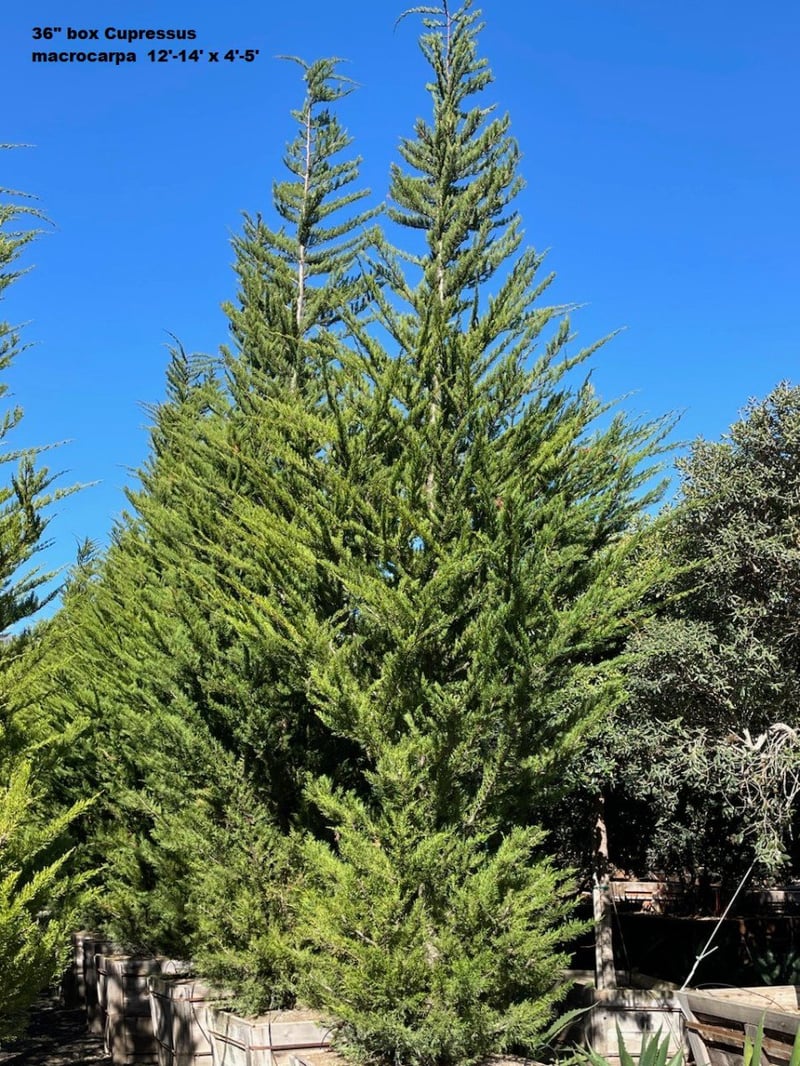 Photo for Cupressus macrocarpa (Monterey Cypress)
