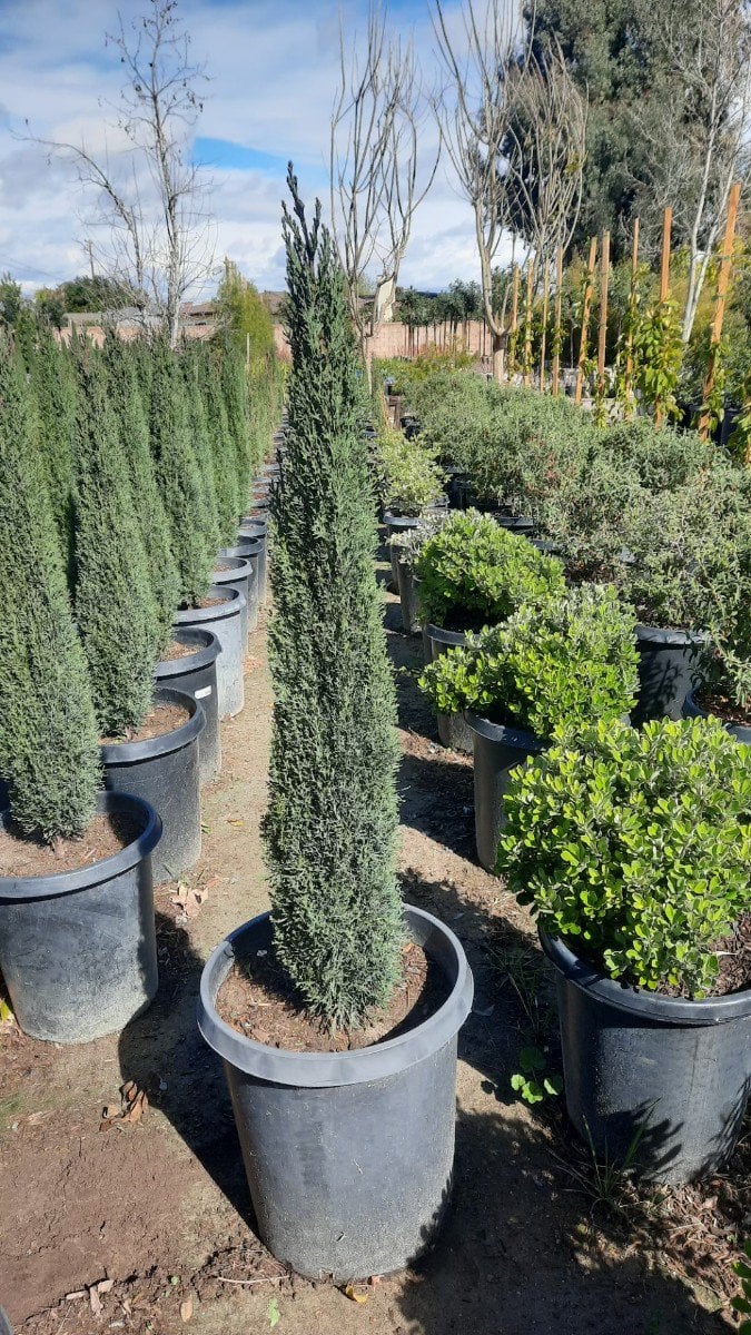 Photo for Cupressus sempervirens 'Monshel' (Italian Cypress Tiny Tower)